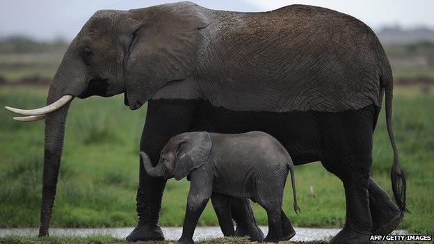 Mother and baby elephant