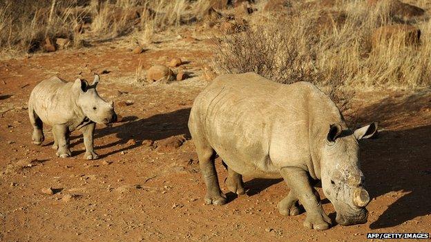 Dehorned rhino and calf