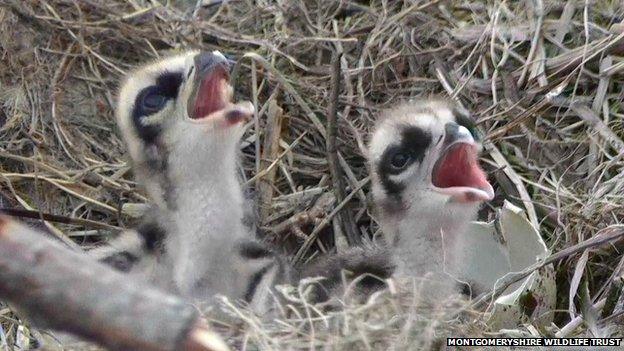 The osprey chicks