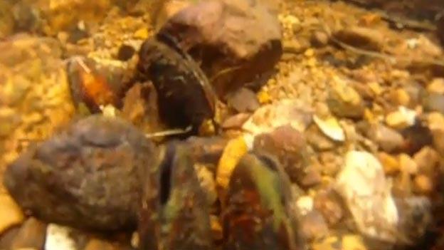 Freshwater pearl mussels