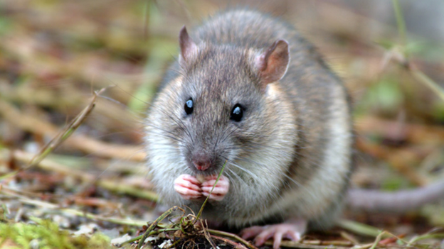 Brown rat on South Georgia