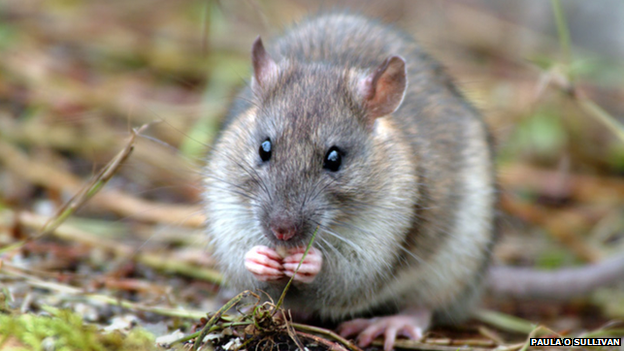 Brown rat on South Georgia