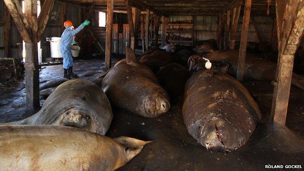 Handbaiting a whaling station amongst resting elephant seals