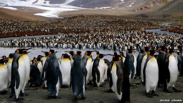 King penguins