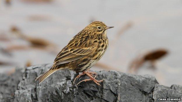 South Georgia pipit