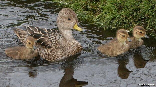 South Georgia pintails