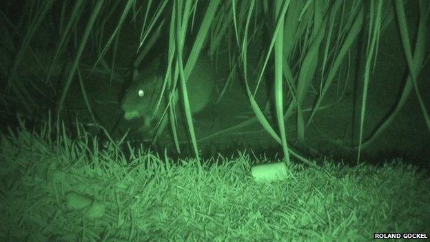 Rat eating a toxic bait pellet