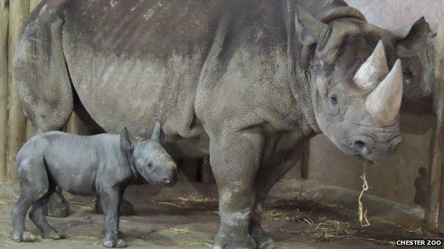 Zuri with her new calf