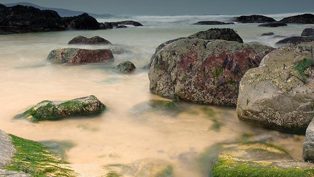 Seaweed on rocks