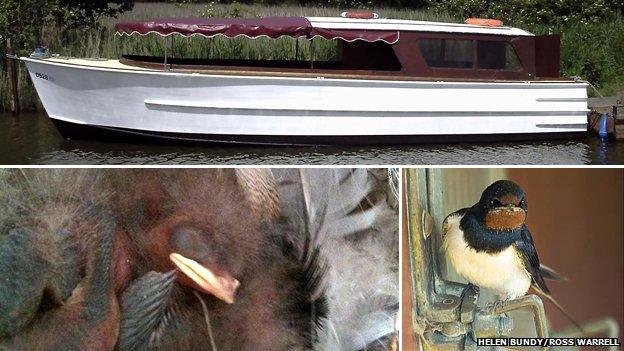 Swallow chicks on Ross Warrell's boat on Horsey Mere, Norfolk