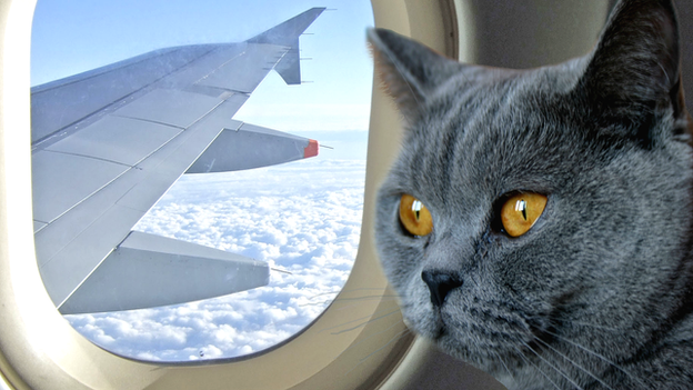 A cat in a plane