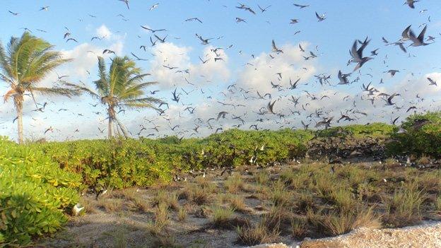 Thousands of tern teeming over the island