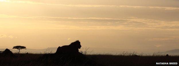 A lion in the wild in Africa