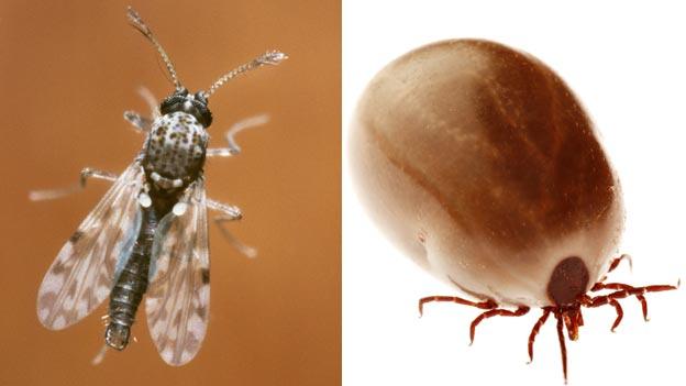 Midge and tick
