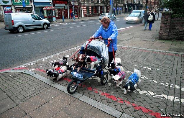 Woman walking lots of dogs