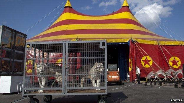 Tigers at a circus in California