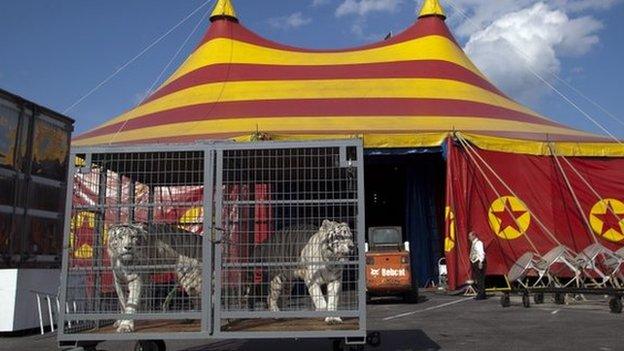 Tigers at a circus in California