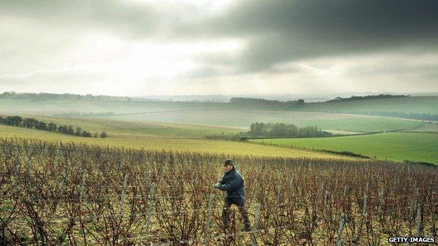 Frenchman Didier Pierson works amongst the vines at his vineyard near Chidden, Hampshire, on December 15, 2008