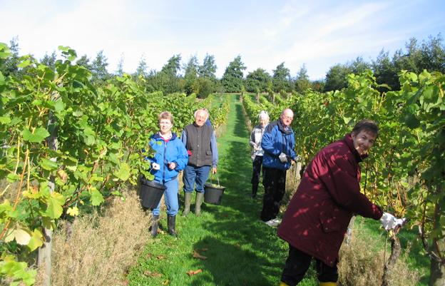 Workers picking grapes at Welland Valley Vineyard in Northamptonshire