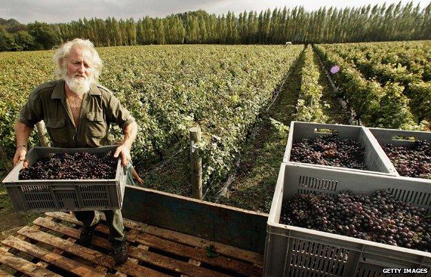 A man collects harvested pinot meunier grapes at Nyetimber Vineyard in West Chiltington, England