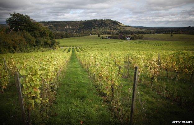 A landscape photo of the Denbies Wine Estate vineyard