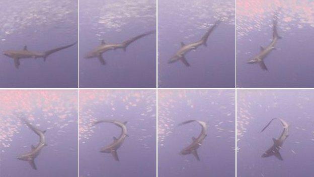 Thresher shark stuns prey with its tail