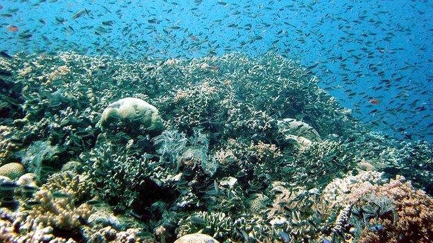 Fish at the Great Barrier Reef