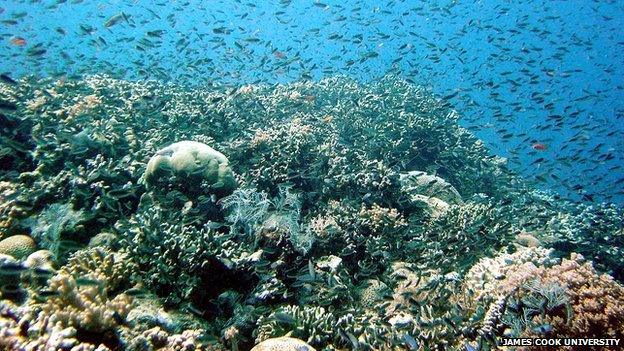 Fish at the Great Barrier Reef