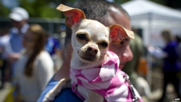 Chihuahua with owner