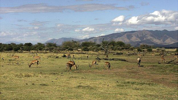 Antelopes on the plain