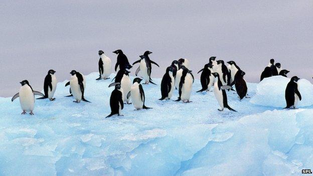 adelie penguins