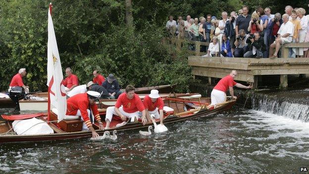 Swan upping