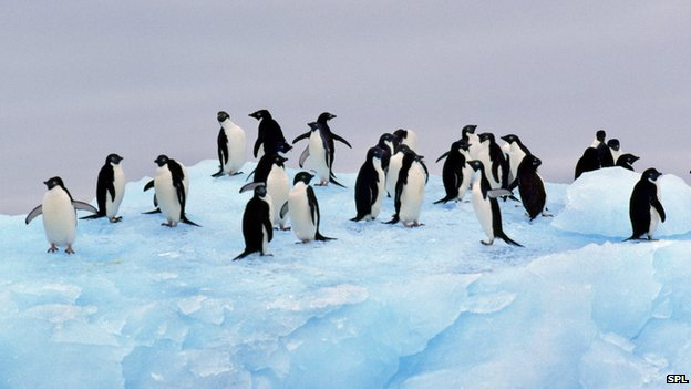 Adelie penguins