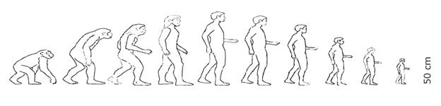 Evolution to the shrinking man