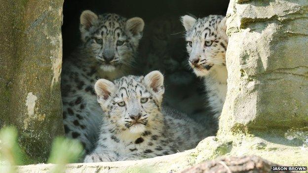 The snow leopard cubs venturing out for the first time at Marwell Zoo