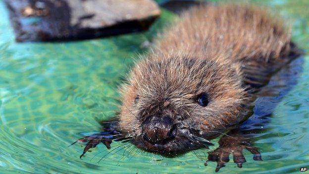 Young beaver