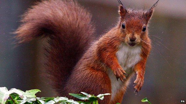 Red squirrel