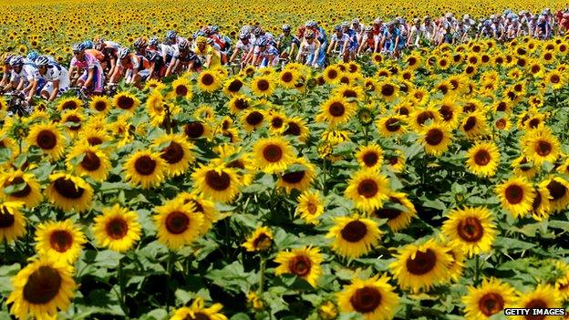 The peloton rides through sunflower fields on the 2009 Tour