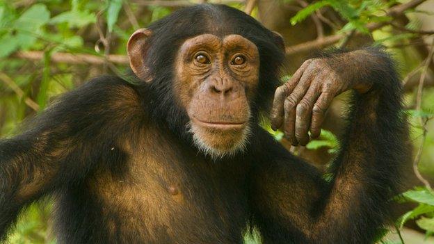 Young chimpanzee male, Pan troglodytes verus