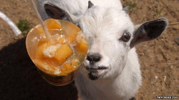 A goat eating an ice lolly