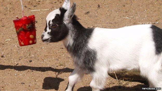 A goat eating an ice lolly