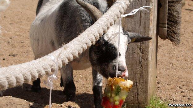 A goat eating an ice lolly