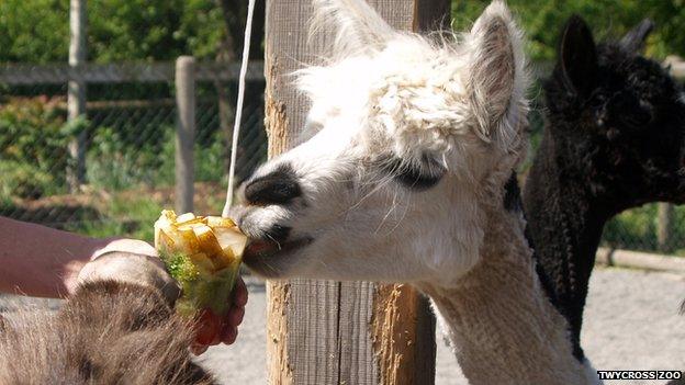 A llama eating an ice lolly