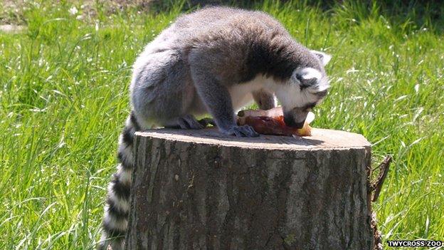 A racoon eating an ice lolly