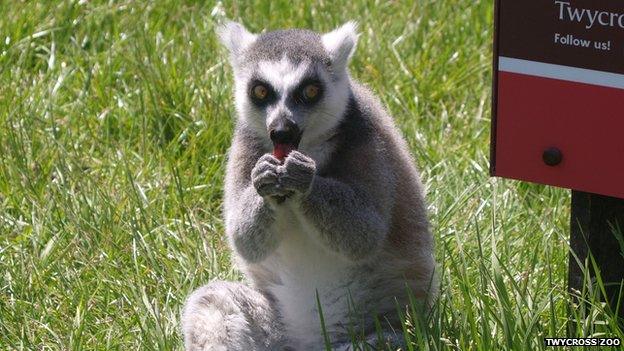 A racoon eating an ice lolly