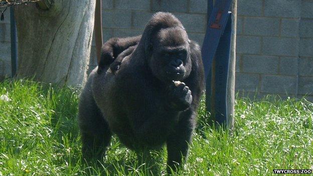 A gorilla eating a lolly