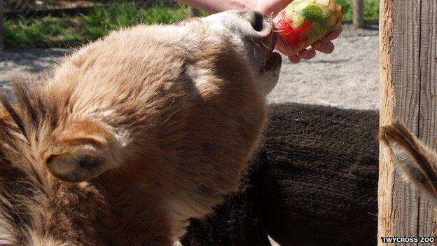 An alpaca eating a lolly