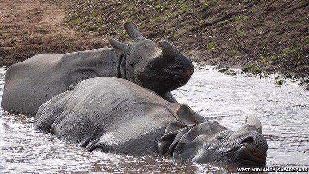 Two rhino wallowing