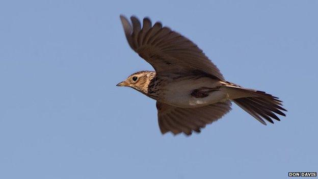 A skylark