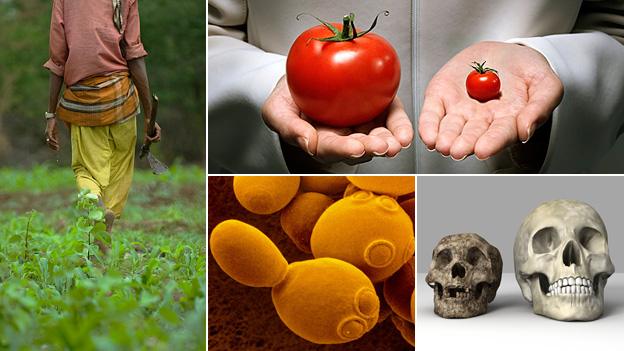 LR: Worker tending crop, GM tomato, Yeast cell, small skull